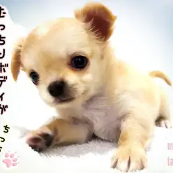 【 チワワ 】ビジュアルよし! 抱き心地よし!性格よし!むっちりボディの癒し系!