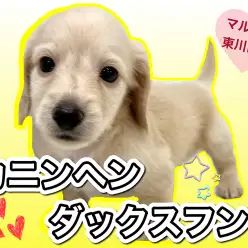 【 カニンヘンダックスフント 】太陽の様に明るいイエローカラー!天真爛漫ダックス