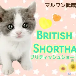 【 ブリティッシュショートヘア 】ハチワレ好き必見!!超美形!甘えん坊な男の子
