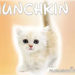 【 マンチカン 】超短足の癒し系な女の子！初心者向けの生活ポイント3選もご紹介！