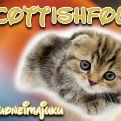 【 スコティッシュフォールド 】垂れ耳・丸顔・目ヂカラ最強の甘えん坊な女の子!
