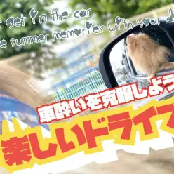 【 車酔い 】車酔いを克服して夏休みにドライブを楽しんじゃおう！(松島体験談)