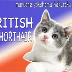 【 ブリティッシュショートヘア 】三毛のレアカラー!個性豊かで温和な性格の女の子