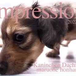 【 カニンヘンダックス 子犬 】レッドダックスの美しい戯れと生活ポイントを解説。