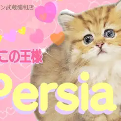 【 ペルシャ 】可愛さも性格も王様級！プレミアムにゃんこを徹底解剖！