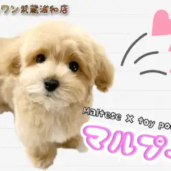 【 マルプー 】飼いやすさナンバーワン!ドワーフ体型の癒し系MIX