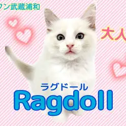 【 ラグドール 】長毛種初心者にもおすすめ！将来有望なパーフェクトボーイ
