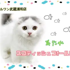 【 スコティッシュフォールド 】人気急上昇！希少な耳たれスコティッシュ！