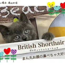 【 ブリティッシュショートヘア 】SNSでも『ぶちゃカワ』人気のブリティッシュ
