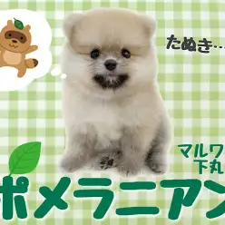 【 ポメラニアン 】1.5cmの短いマズルと豊富な毛量を持つ、小さめのたぬきポメ