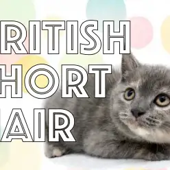 【 ブリティッシュショートヘア 】ぶりちゃんと仲良くなろう大作戦の3つの秘訣！