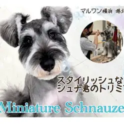 【 ミニチュア・シュナウザー 】7ヶ月のシュナ君のトリミングの様子