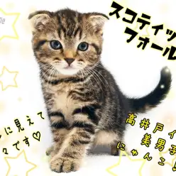 【 スコティッシュフォールド 】ギャップ萌え必須！高井戸1の美男子にゃんこ！