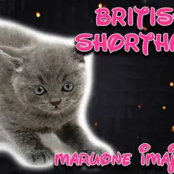 【 ブリティッシュ 】1日3回のご飯が大好きな濃厚ブルーの良血統な温厚男子!