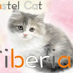 【 サイベリアン 】希少！美しきダイリュートキャリコのファーストインプレ！