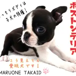 【 ボストンテリア 】滅多に会えない鼻ぺちゃ！賢さ抜群！優しさ抜群！可愛さ抜群！
