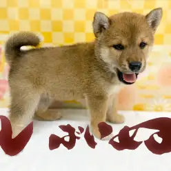 【 柴犬 赤 】可愛い柴ちゃんの魅力ポイント3つとトレーニング法をご紹介！