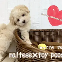 【 ミックス  】スーパーハイブリッド短足マルプー君!