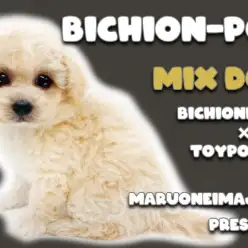 【 ビションプー 】ビションフリーゼとトイプードルのオンリー1なMIX犬登場！