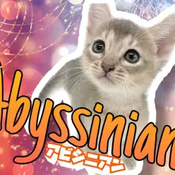 【 アビシニアン 】ワイルドな見た目とは正反対!コミュ力高めの子猫ちゃん