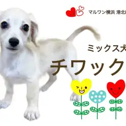 【 ミックス 】茶目っ気たっぷり4ヶ月のチワックスちゃん
