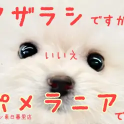 【 ポメラニアン 】全てにおいてプレミアムすぎるアザラシみたいなクリームポメ。