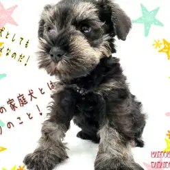 【 ミニチュアシュナウザー 】歴代No.1の甘えんぼ!賢さ抜群!魅力的な室内犬!