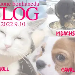 【 9/10本羽田店VLOG  】キャバリア・ラグドール・Mダックスの日常