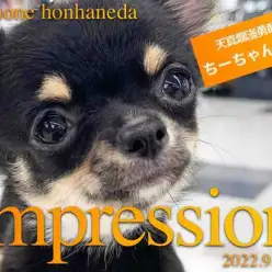 【ロングコートチワワ 】物怖じしない小さな勇敢!性格ナイスガイを特集!