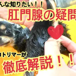 【元町トリミング】肛門腺ってこれで絞れてる??必見!!プロが解説!!