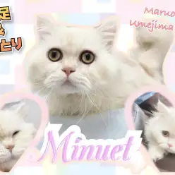 【 ミヌエット 】短足×ベチャ顔が魅了的！梅島店1のまったりさん