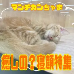 【 マンチカン 】赤い被毛が美しいマンちゃんの愛らしい寝顔特集！