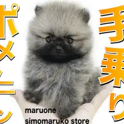 【 ポメラニアン 】抜群のキャラクター性！生後2ヶ月で体重442gの手乗りサイズ