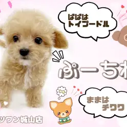 【 MIX 】小さい＋可愛い＋人懐っこい＝激カワMIX犬プーチワ