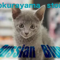 【 ロシアンブルー 】超美！蒼きコートカラーのスレンダーキャット！