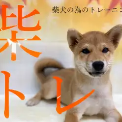 【 柴トレ 】柴犬マニアプレゼンツ！柴犬に特化したトレーニング方法！