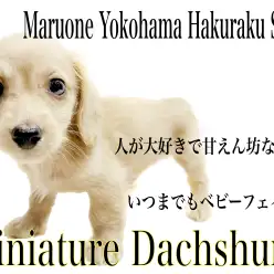 【 ミニチュアダックスフント 】生後60日で750g！ベビーフェイスの女の子！