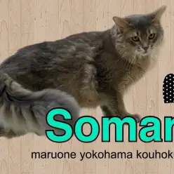 【 ソマリ 】生後10ヶ月美しい被毛が自慢！犬の様な性格のソマリ君