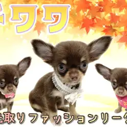 【 チワワ 】老若男女問わず大人気犬種チワワ!濃厚チョコタンカラーの女の子が登場