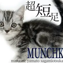 【 マンチカン 】神奈川で1番の短足？4,5cmの足で遊ぶ姿とマンチ立ちに注目！