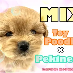 【 MIX 】トイプードル×ペキニーズ！人気犬種の可愛さ凝縮！！