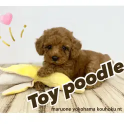 【 トイ・プードル  】濃厚レッドカラーにホワイトのアクセントが可愛い女の子