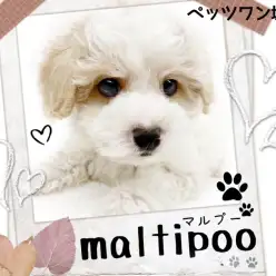 【 MIX 】常に人気の毛の抜けづらいミックス犬代表！マルプーちゃん