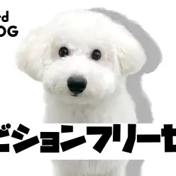 【 ビションフリーゼ 】生後8ヵ月を迎えたビションくんの成長記録!