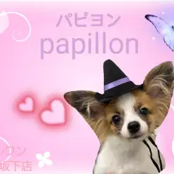 【 パピヨン 】生後6ヵ月！蝶のように大きく綺麗なお耳の美人さん！