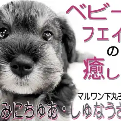 【 ミニチュアシュナウザー 】永遠の子犬顔？ぬいぐるみと見間違われた超癒し系！