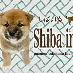 【 柴犬 】丸顔ボッテリ体型クマさんテイストのパーフェクト柴君