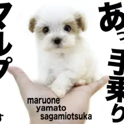 【 MIX 】生後60日で体重379g!小柄で初心者にオススメのマルプー！