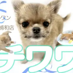 【 ロングコートチワワ 】必見!!上品さと可愛さを持つチワワの男の子