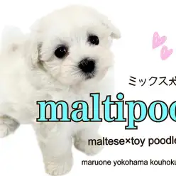【 ミックス犬 】MIX犬界のアイドル！マルプー君